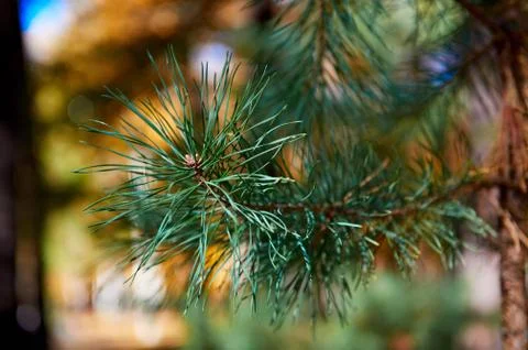 Pine branches Stock Photos