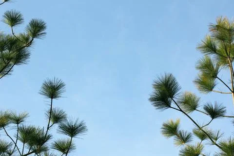 Pine branches Stock Photos