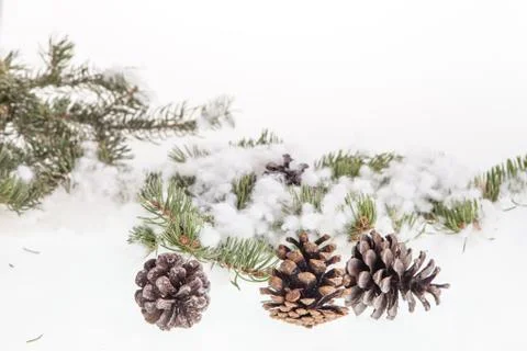 Pine branches with pine cones Stock Photos