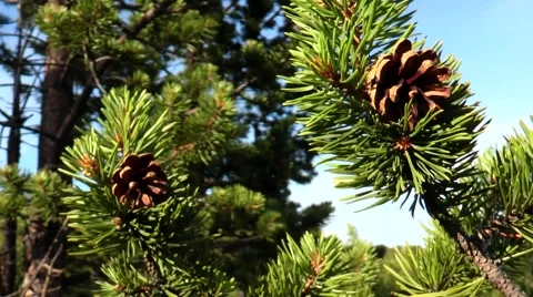 Pine branches with pine cones swaying in the wind. Stock Footage 68724980