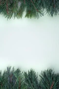 Pine branches placed on top and bottom with space to copy on a concrete salad Foto stock