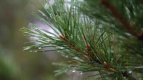 Pine branches with raindrops close-up.Floral background. Stock Footage 256173261