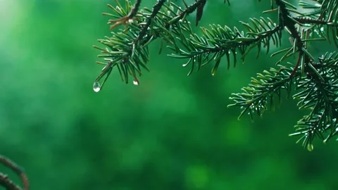 Pine branches raindrops fall - rain footage Stock Footage 233784039