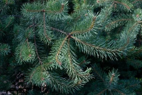 Pine branches in the rays of the setting sun Stock Photos