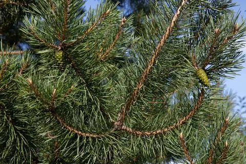 Pine branches in the rays of the sun Stock Photos