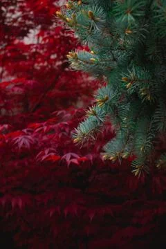 Pine branches with red tree in the background layout Stock Photos