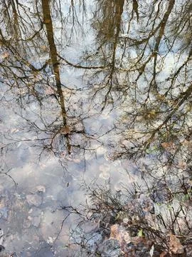 Pine Branches Reflected in Rain Puddle Stock Photos
