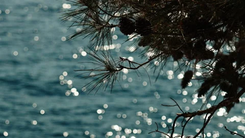 Pine Branches with Sea Sparkles on Adriatic Coast Stock Footage 339413070