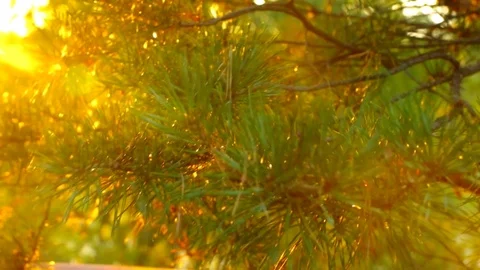 Pine branches in the setting sun Stock Footage 79793393