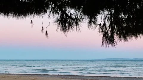 Pine branches silhouette over calm sea during pink sunset twilight background Stock Footage 332816766