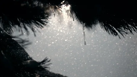 Pine branches, single icicle, low sun in frame in snowstorm on sky background Stock Footage 86428663