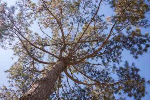 Pine branches in the sky Stock Photos