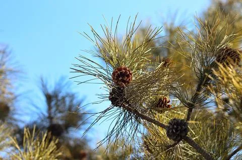 Pine branches with small cones against blue sky Stock Photos