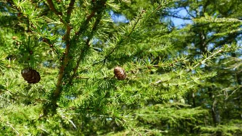 Pine branches with small pineapples Stock Photos