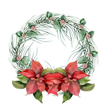 Pine branches, snow berries and red traditional Christmas flower poinsettia.. Stock Photos