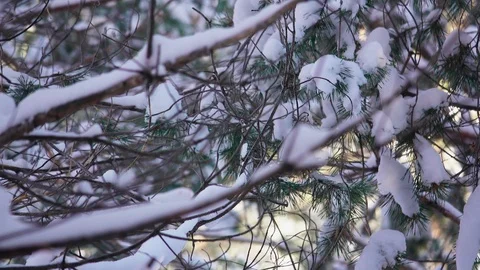 Pine branches in the snow close-up Stock Footage 119577057