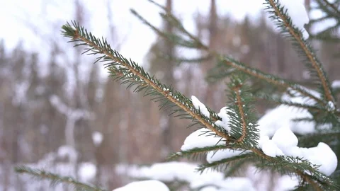 Pine branches snow covered in winter forest. Christmas, New Year concept. Stock Footage 123288445