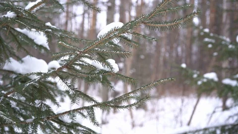 Pine branches snow covered in winter forest. Close-up, slow motion Stock Footage 123570731