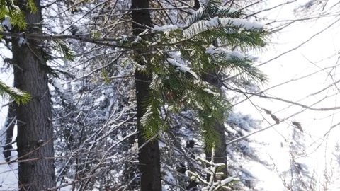 Pine branches in the snow Stock Footage 164511846