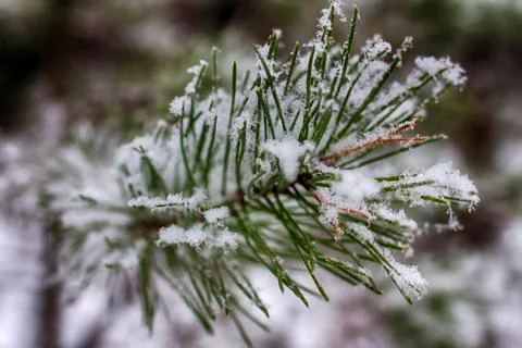 Pine branches in the snow, macro. Snow-covered needles of an evergreen tree. Stock Photos