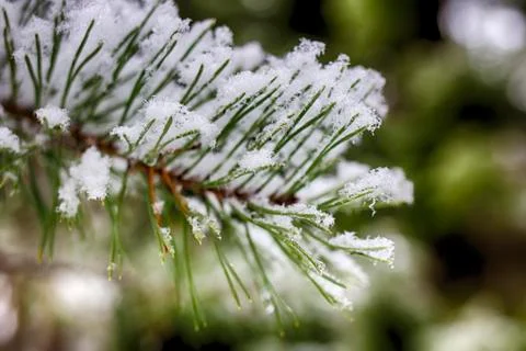 Pine branches in the snow, macro. Snow-covered needles of an evergreen tree. Stock Photos