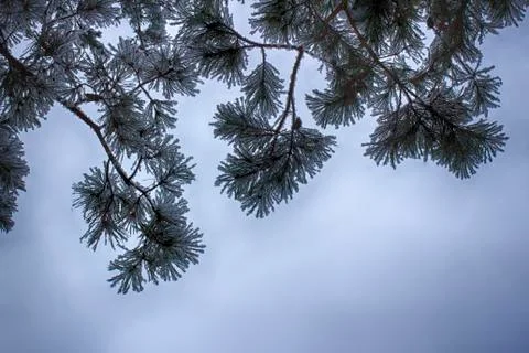 Pine branches in the snow, macro. Snow-covered needles of an evergreen tree. Stock Photos