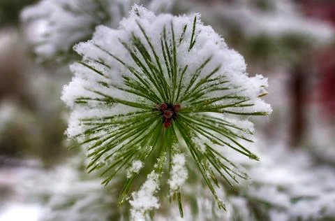 Pine branches in the snow, macro. Snow-covered needles of an evergreen tree. Stock Photos