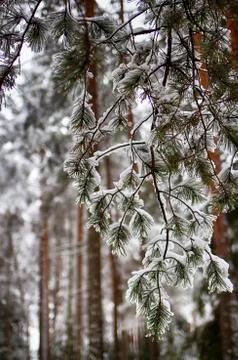 Pine branches in the snow, macro. Snow-covered needles of an evergreen tree. Stock Photos