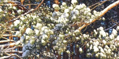 Pine branches with snow. Panorama. Stock-Fotos