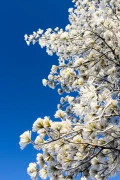 Pine branches in the snow Stock Photos