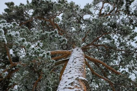 Pine branches in the snow view from below Stock Photos