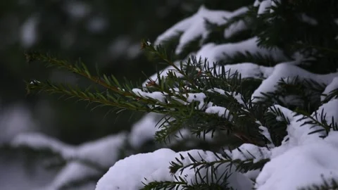 Pine branches with snow in winter Video stock 262060000