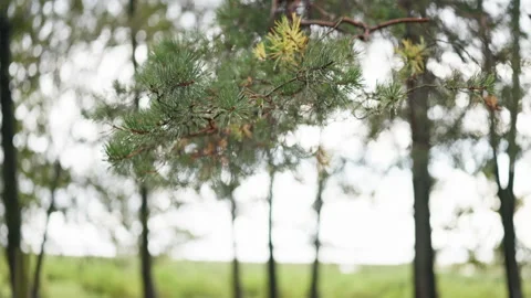 Pine branches with soft focus forest background and bright natural light Stock Footage 344773004