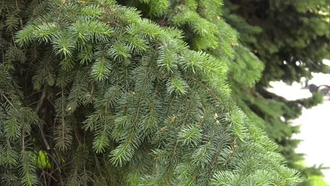 Pine branches at springtime.  Spruce branches close up. Stock-Footage 220593849