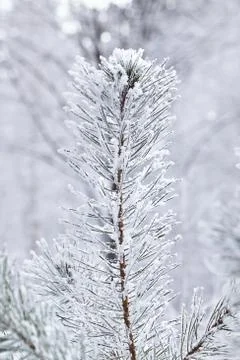 Pine. Branches of spruce. View from below. Winter forest Stock Photos