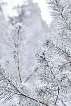 Pine. Branches of spruce. View from below. Winter forest Stock Photos
