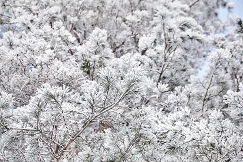 Pine. Branches of spruce. View from below. Winter forest Stock Photos