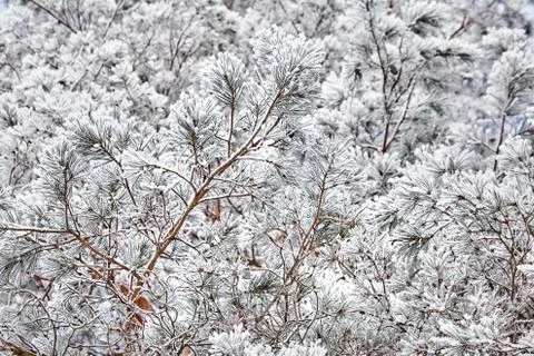 Pine. Branches of spruce. View from below. Winter forest Stock Photos