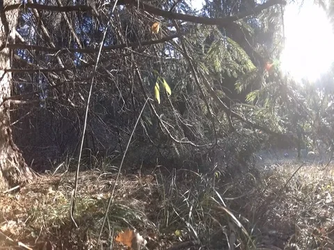 Pine Branches With Sun Flaring, Vertical Sliding, Trentino, Italy, Flat Color Stock Footage 83585558