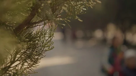 Pine Branches in Sunlight With People Walking in Park, Beijing, China Stock Footage 345832485