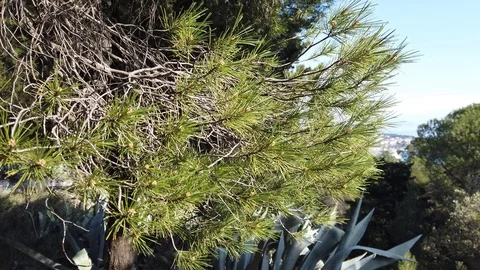 Pine branches on a sunny day Video stock 102620116