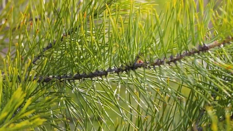 Pine branches on a sunny day at spring Stock Footage 127758086