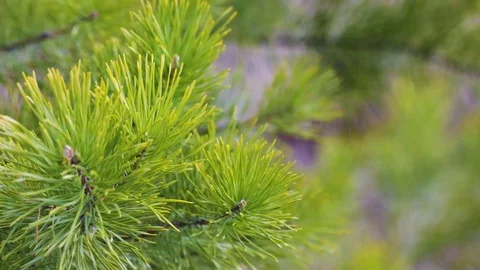 Pine branches on a sunny day at spring Stock Footage 127758400