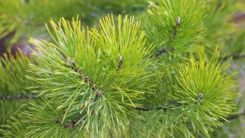 Pine branches on a sunny day at spring Stock Footage 127758454
