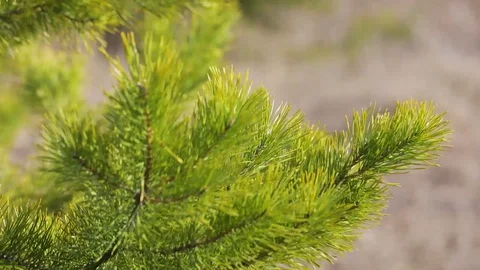 Pine branches on a sunny day at spring Stock Footage 127758805