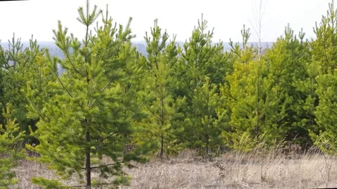 Pine branches on a sunny day at spring Stock Footage 127894385