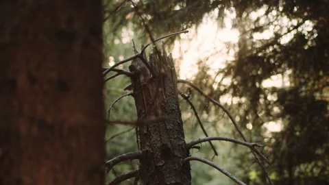 Pine branches at sunset. Evening in the forest. Branches of pines and birches Stock Footage 251215077