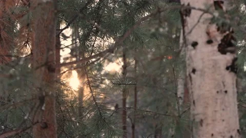 Pine branches at sunset. Sounds of forest birds. 스톡 동영상 238976067