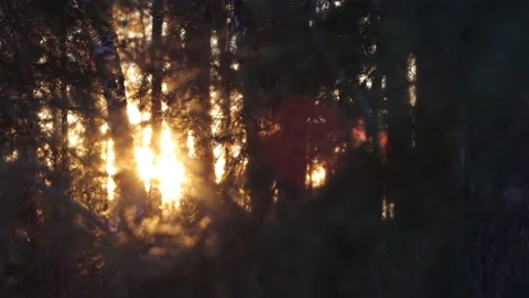Pine branches at sunset. Sounds of forest birds. Vidéo 238982694