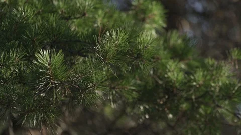 Pine branches sway in the breeze Stock Footage 108385137